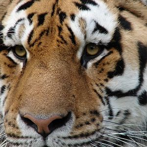 Panthera tigris altaica / Amur tiger (male Mirgis)