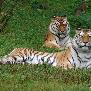 Panthera tigris altaica / Amur tiger (male Mirgis and female Astra)