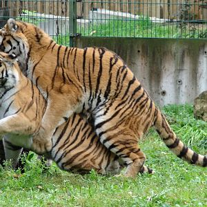 Panthera tigris altaica / Amur tiger (male Mirgis and female Astra)