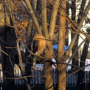 Cooper's Hawk?
