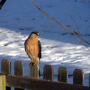 Cooper's Hawk?