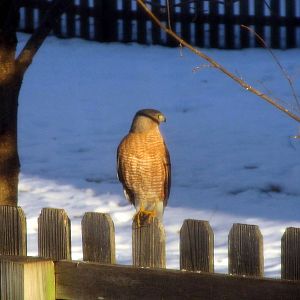 Cooper's Hawk?