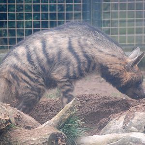 Arabian Striped Hyeana