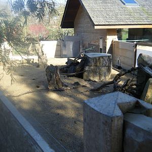 Yellow Mongoose Enclosure