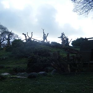 Sulawesi Macaque Enclosure
