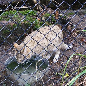 Indian desert cat at Howletts Wild Animal Park, 12 February 2011