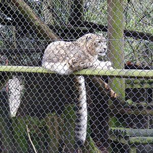 Wutai the snow leopard at Howletts Wild Animal Park, 12 February 2011