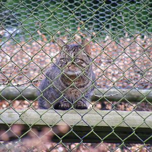 African wildcat at Howletts Wild Animal Park, 12 February 2011
