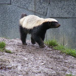 Honey badger at Howletts Wild Animal Park, 12 February 2011