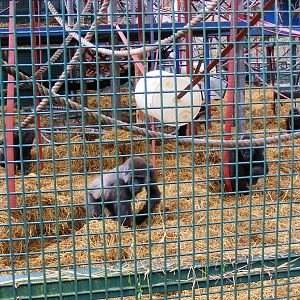 Kouillou's group of gorillas at Howletts Wild Animal Park, 12 February 2011