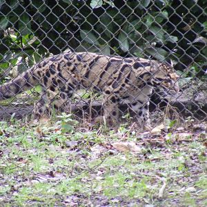 Clouded leopard at Howletts Wild Animal Park, 12 February 2011