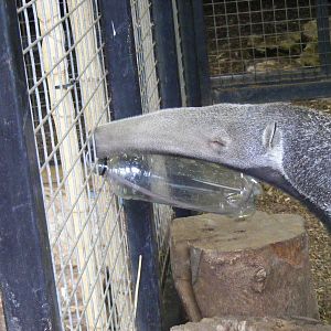 Giant anteater at Howletts Wild Animal Park, 12 February 2011