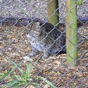 Asian fishing cat at Howletts Wild Animal Park, 12 February 2011