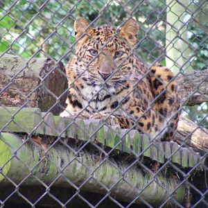 North Chinese leopard at Howletts Wild Animal Park, 12 February 2011