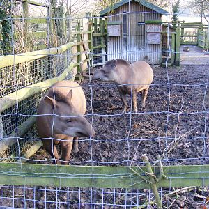 Brazilian tapirs at Howletts Wild Animal Park, 12 February 2011