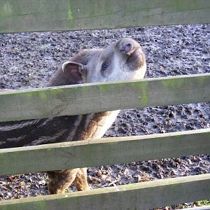Mendoza the Brazilian tapir at Howletts Wild Animal Park, 12 February 2011