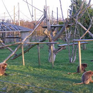 Gelada baboons at Howletts Wild Animal Park, 12 February 2011