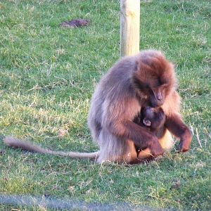 Sereba the gelada baboon with baby at Howletts Wild Animal Park, 12 Februar