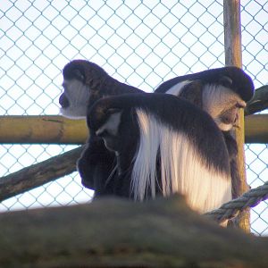 Black and white colobus monkeys at Howletts Wild Animal Park, 12 February 2