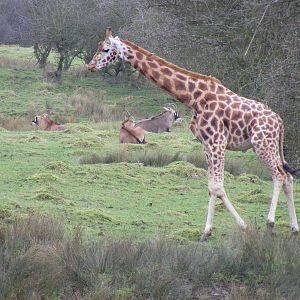 Rothschild giraffe and roan antelopes at Port Lympne Wild Animal Park, 13 F