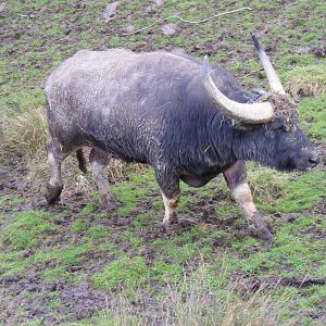 Blue the water buffalo at Port Lympne Wild Animal Park, 13 February 2011