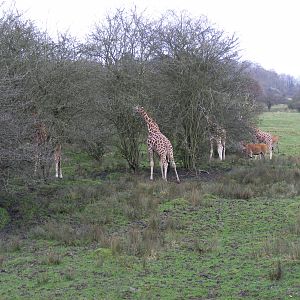 Rothschild giraffes browsing alongside elands and roan antelopes at Port Ly