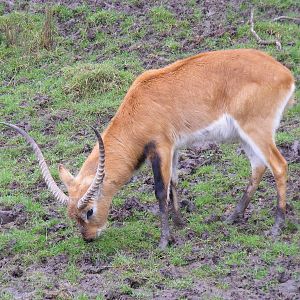 Red lechwe at Port Lympne Wild Animal Park, 13 February 2011