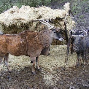 Eland and blue wildebeests at Port Lympne Wild Animal Park, 13 February 201