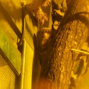 Pygmy marmoset at Port Lympne Wild Animal Park, 13 February 2011