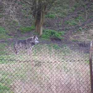Canadian timber wolf at Port Lympne Wild Animal Park, 13 February 2011