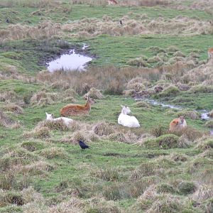 Red lechwes at Port Lympne Wild Animal Park, 13 February 2011