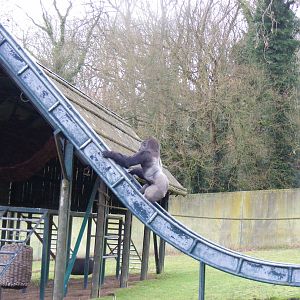Gorilla at Port Lympne Wild Animal Park, 13 February 2011