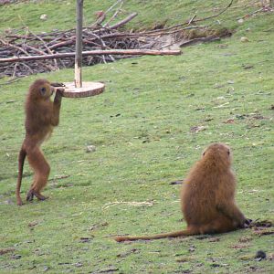 Guinea baboons at Port Lympne Wild Animal Park, 13 February 2011