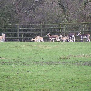 Blackbucks at Port Lympne Wild Animal Park, 13 February 2011