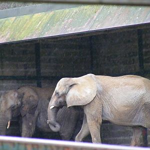 Issa and Lara the African elephants at Port Lympne Wild Animal Park, 13 Feb