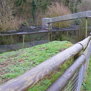 Scottish wildcat enclosure at Port Lympne Wild Animal Park, 13 February 201