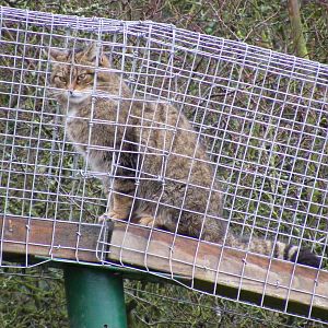 Scottish wildcat at Port Lympne Wild Animal Park, 13 February 2011