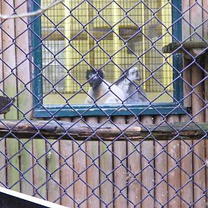 Verreaux's sifaka and ring-tailed lemur at Port Lympne Wild Animal Park, 13