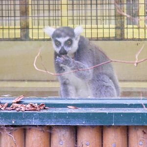 Ring-tailed lemur at Port Lympne Wild Animal Park, 13 February 2011