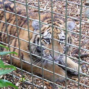 Roza or Zaria the Amur tiger cub at Port Lympne Wild Animal Park, 13 Februa
