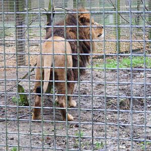 Milo the Barbary lion at Port Lympne Wild Animal Park, 13 February 2011