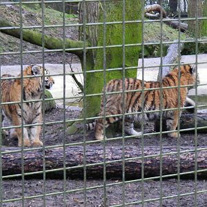 Roza and Zaria the Amur tiger cubs at Port Lympne Wild Animal Park, 13 Febr