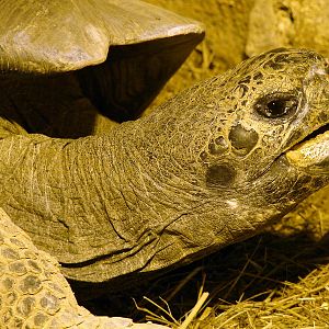 Geochelone elephantopus / Galapagos tortoise (female)