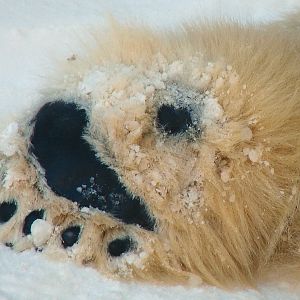 Ursus maritimus / Polar Bear, male Romeo (hindpaw).