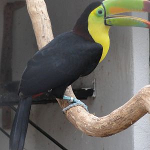 Yellow Breasted Toucan (or Keel-Billed)
