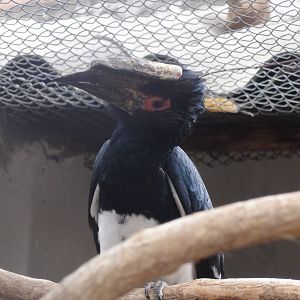 Trumpeter Hornbill