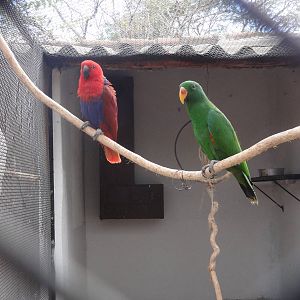 Eclectus Parrots