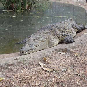 Crocodile