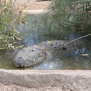 Crocodile