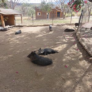 Collared Peccaries (Javelina)